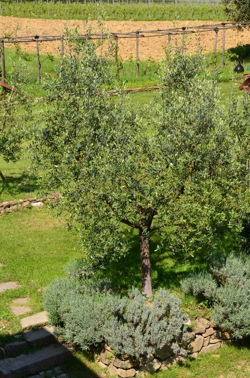 Agriturismo Al Podere Di Rosa Lucca Exteriör bild